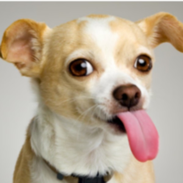 Foto de canela