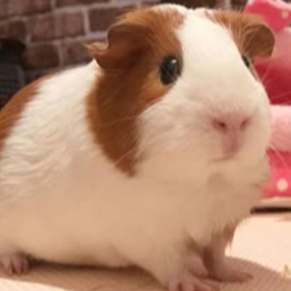 Foto de Rabbit