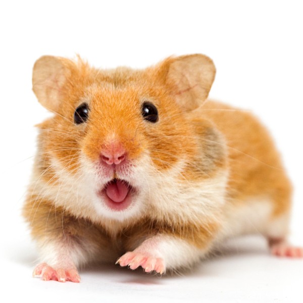 Foto de Hamsty