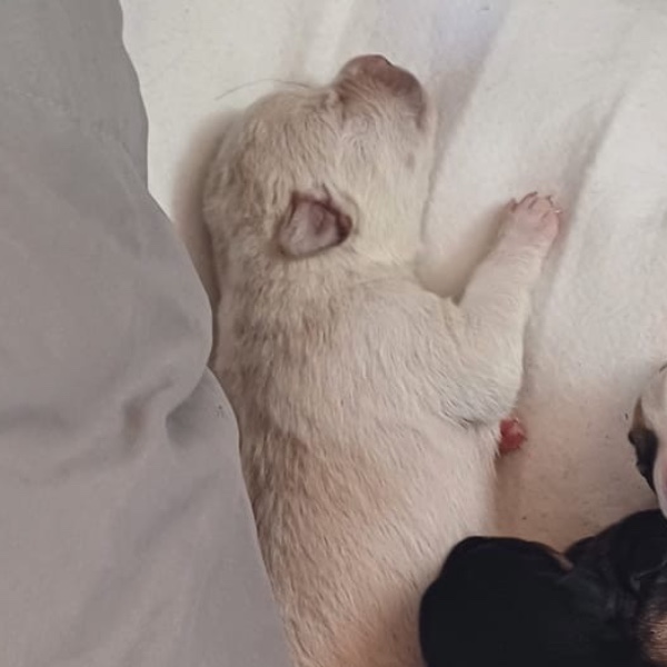 Foto de Chico