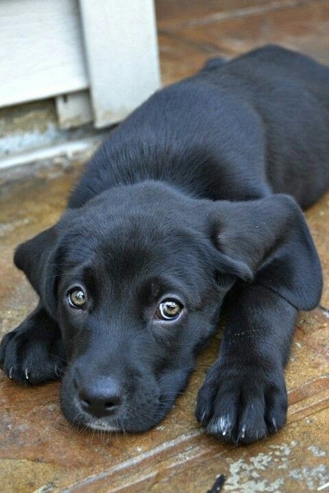 Foto de Max